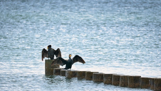 Cormorant on a groyne on the Baltic Sea. The birds dry their feathers in the sun photo