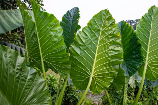 Green Alocasia or Elephant ear  tree plant Natural Texture background photo