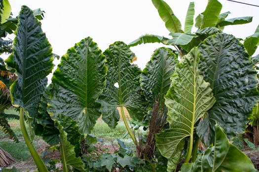 Green Alocasia or Elephant ear  tree plant Natural Texture background photo
