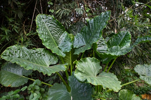 Green Alocasia or Elephant ear  tree plant Natural Texture background photo