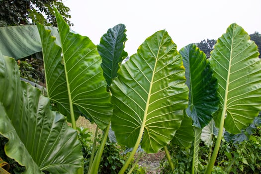 Green Alocasia or Elephant ear  tree plant Natural Texture background photo