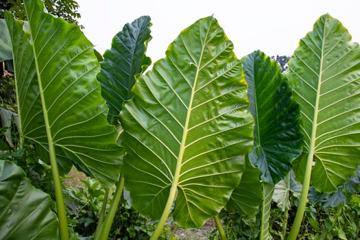 Green Alocasia or Elephant ear  tree plant Natural Texture background photo