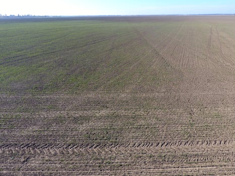 Field of young wheat photo