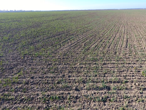 Field of young wheat photo