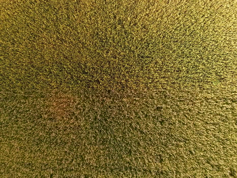 Ripening wheat. Green unripe wheat is a top view. Wheat field photo