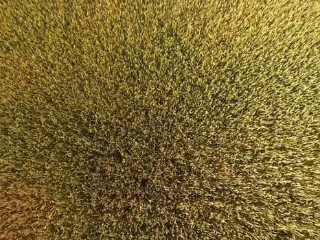 Ripening wheat. Green unripe wheat is a top view. Wheat field photo