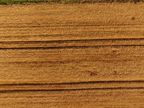 Ripe barley is a top view. The field of barley photo