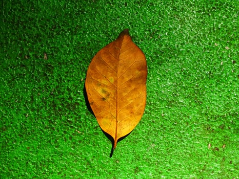 Brown dry leaves isolated on green background. Copy space for text. Nature environment concept background image. Freshnes, Earth Day, Sustainability. Autumn season photo