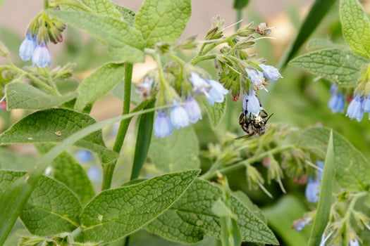 bushes with beautiful serene flowers on which a bee wasp is sitting photo