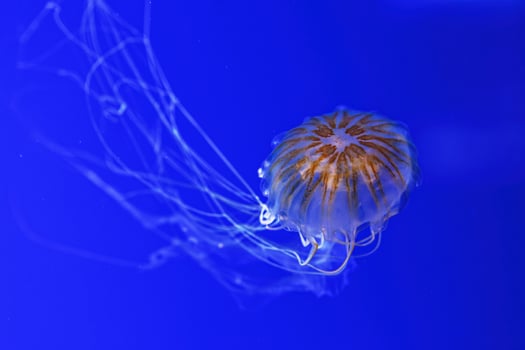 macro photography underwater northern sea nettle or brown jellyfish jellyfish photo