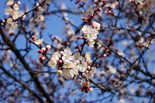 White flowers and buds of an apricot tree in spring blossom. photo