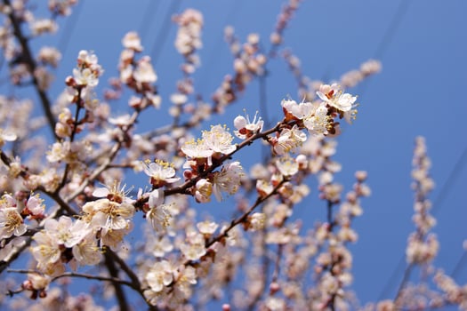 White flowers and buds of an apricot tree in spring blossom. photo