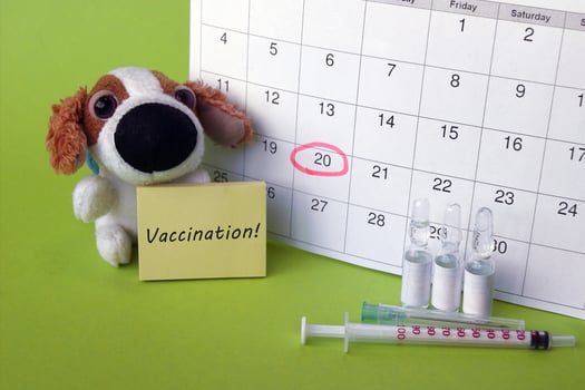 A syringe with ampoules, a soft toy a dog and a calendar with a marked date on light green background. photo