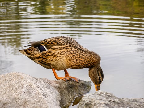 Duck sits on a rock photo