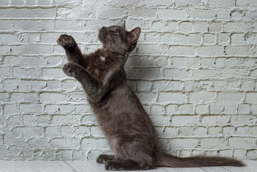 Beautiful gray cat on a brick wall background photo