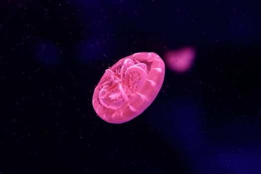 macro of a beautiful jellyfish cassiopea andromeda photo