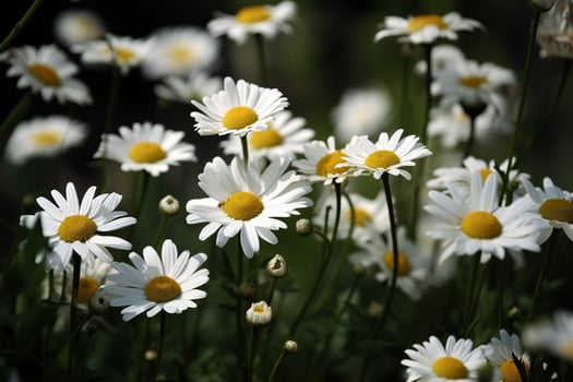 AI Generated summer field of white chamomile close-up of many fresh chamomile flowers photo