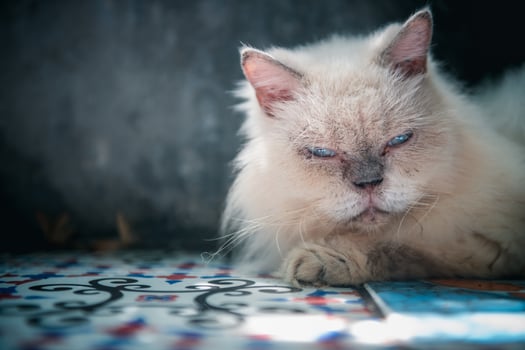 white Persian cat lying on floor and look at camera, pet and animal photo