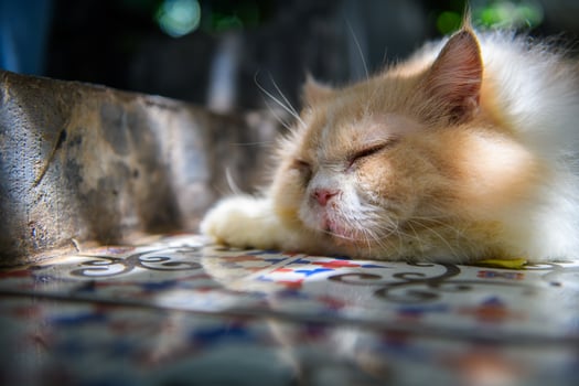 white Persian cat lying on floor and look at camera, pet and animal photo