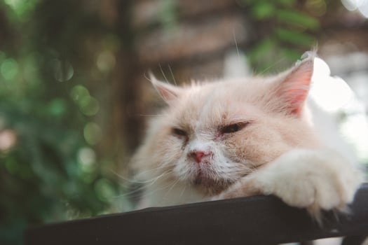 Cute white Persian cat lying on floor outdoor, pet and animal photo
