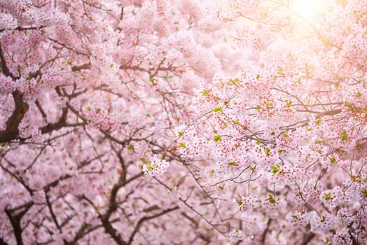 Blooming sakura cherry blossom close up photo