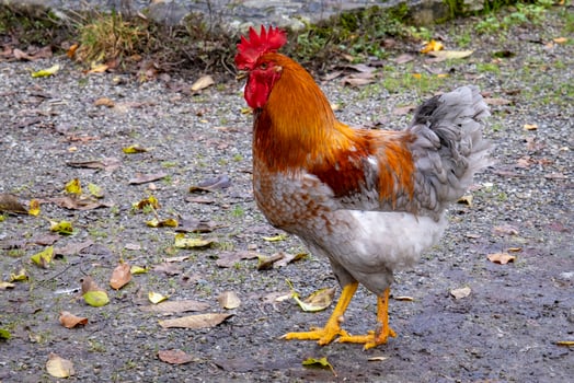 this photos shows animals at an old farmers village in Germany
