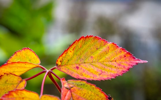 This photo show colorful leaves and close ups of micro parts of plants