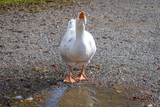 this photos shows animals at an old farmers village in Germany