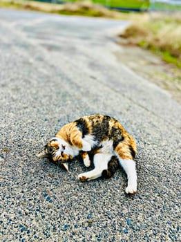 portrait of a cute cat ackting funny on the street in the morning photo