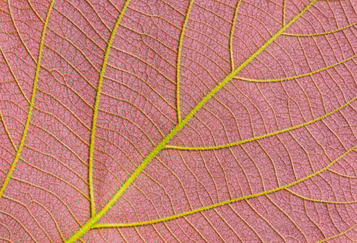 Close up of colorful ventral side of young Moonlight tree leaf texture background photo