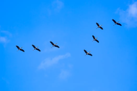 Flock of Asian openbill storks flying in winding row against blue sky background in low angle view photo