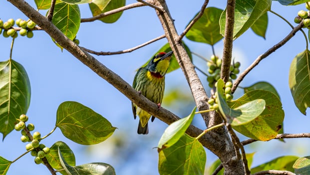 Coppersmith Barbet perched on tree photo