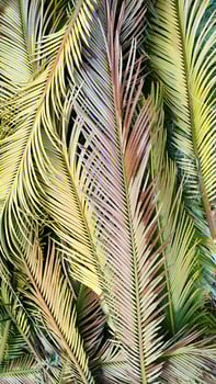 Palm leaves lie on ground creating beautiful tropical background, flat lay, vertical frame, flat lay, vertical frame. photo