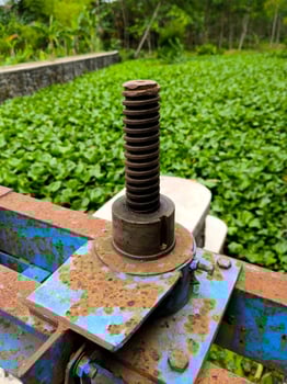 Water hyacinth grows abundantly and fills the surface of the river photo