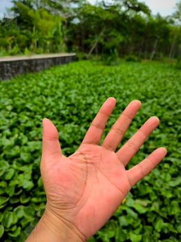 Water hyacinth grows abundantly and fills the surface of the river photo