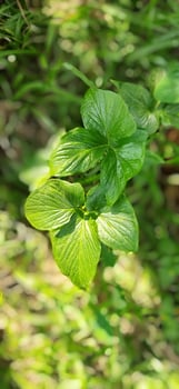 Gate kachu, a tribal kachu variety, has its leaves eaten as a vegetable photo