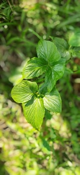 Gate kachu, a tribal kachu variety, has its leaves eaten as a vegetable photo