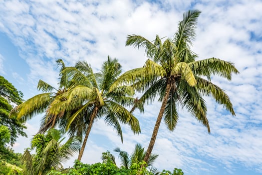 coconut trees palms against the blue sky of India photo