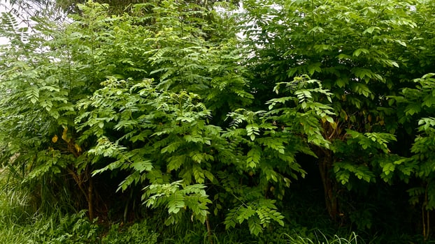 shrubs that grow wild in rice fields in mountainous areas photo