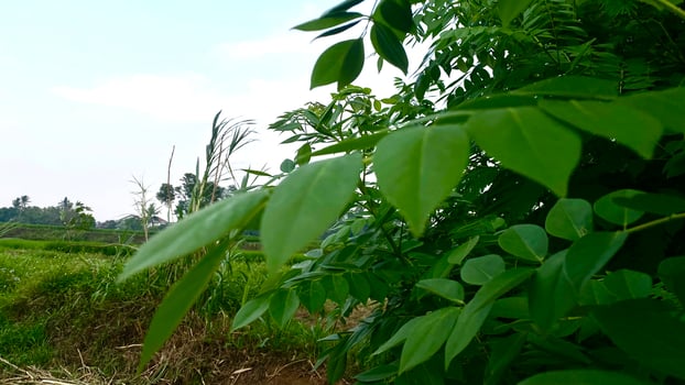 shrubs that grow wild in rice fields in mountainous areas photo