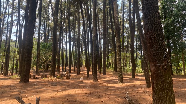 The dense and beautiful pine forest makes the atmosphere cool and comfortable on hot, sunny days photo