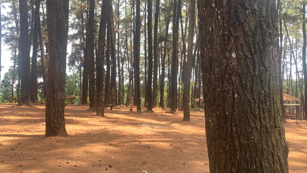 The dense and beautiful pine forest makes the atmosphere cool and comfortable on hot, sunny days photo