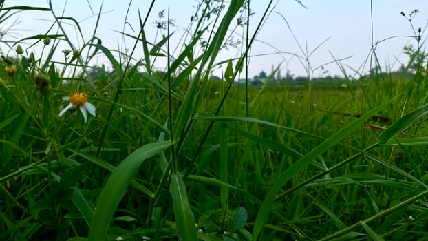 shrubs that grow wild in rice fields in mountainous areas photo
