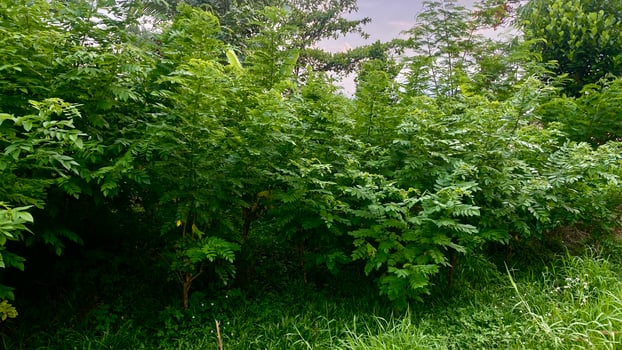 shrubs that grow wild in rice fields in mountainous areas photo