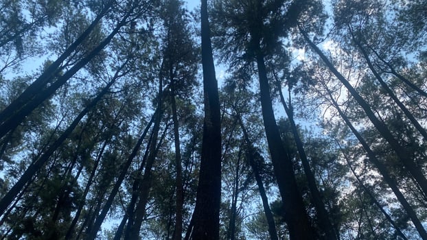 The dense and beautiful pine forest makes the atmosphere cool and comfortable on hot, sunny days photo