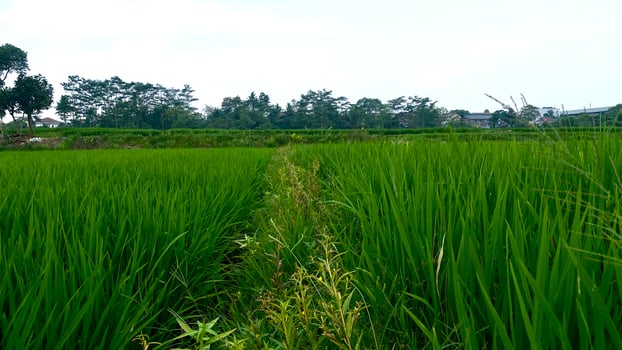 expanse of green rice plants in the rice fields in mountainous areas photo