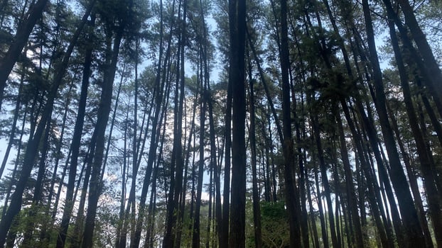 The dense and beautiful pine forest makes the atmosphere cool and comfortable on hot, sunny days photo
