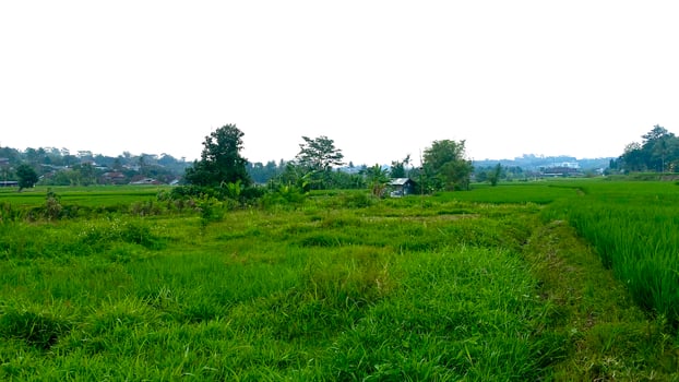 expanse of green rice plants in the rice fields in mountainous areas photo