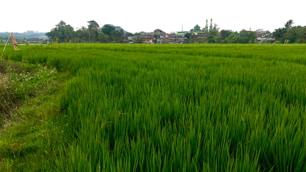 expanse of green rice plants in the rice fields in mountainous areas photo