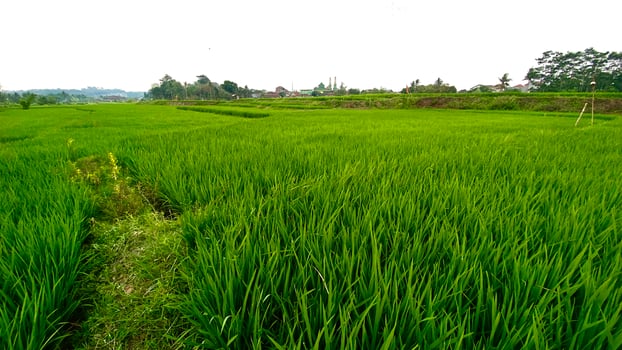 expanse of green rice plants in the rice fields in mountainous areas photo